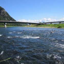 狩野川(狩野川漁業協同組合) 釣果