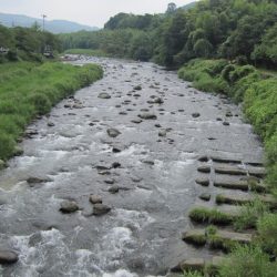 狩野川(狩野川漁業協同組合) 釣果