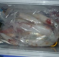 松福丸 釣果