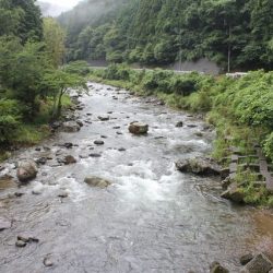 狩野川(狩野川漁業協同組合) 釣果