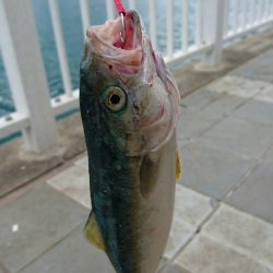 メタルジャッカーSJはフォール時のアピールが効く！　 LUMICAスロージギング モニター投稿