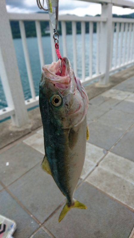 メタルジャッカーSJはフォール時のアピールが効く！　 LUMICAスロージギング モニター投稿