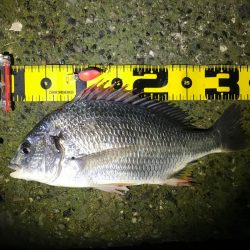 チヌジグとピークスにヒット！　nadarチニングモニター投稿