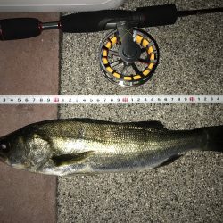 弾丸釣行inぐるり豊洲 ヘチ釣り　【すな氏連載 vol.1】