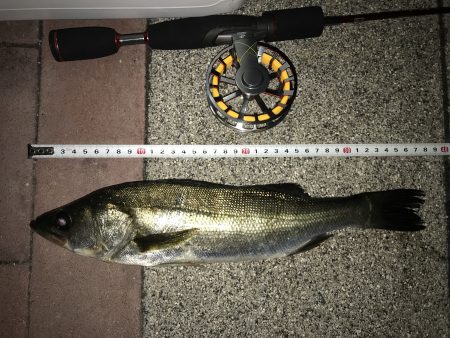 弾丸釣行inぐるり豊洲 ヘチ釣り　【すな氏連載 vol.1】