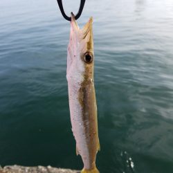 鳥取県 大雨後のカマスゲーム【パパパセリ氏連載 vol.1】