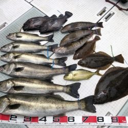 ふじしめ丸 釣果