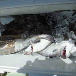 大進丸(新潟) 釣果