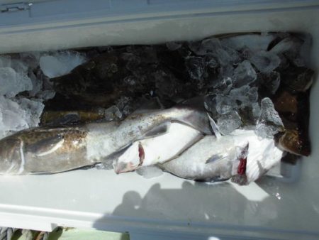 大進丸(新潟) 釣果