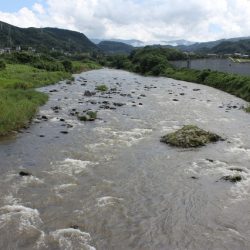 狩野川(狩野川漁業協同組合) 釣果