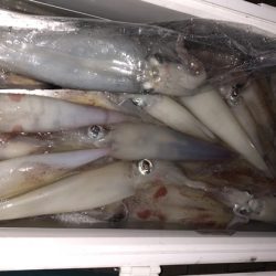 幸風（さちかぜ） 釣果