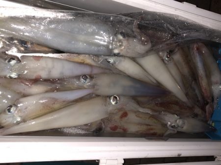 幸風（さちかぜ） 釣果