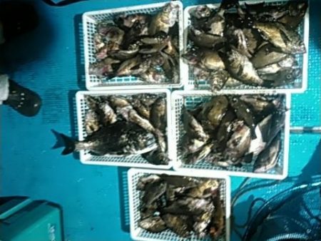 フィッシングガイド りょう 釣果