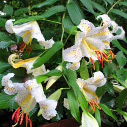 小菅トラウトガーデン 釣果