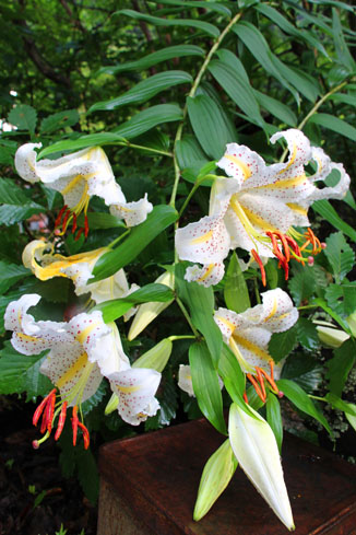 小菅トラウトガーデン 釣果