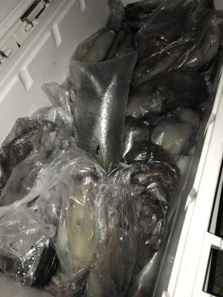 寿裕 （YOSHIHIRO） 釣果