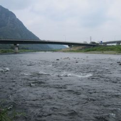 狩野川(狩野川漁業協同組合) 釣果