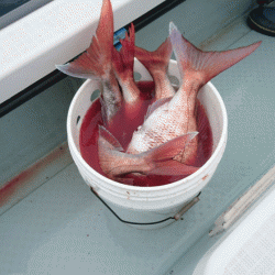 遊漁船ブルーウッズ 釣果