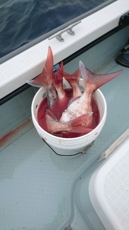 遊漁船ブルーウッズ 釣果