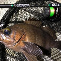 岩手県のメバリング釣行記【そ～あ氏連載 vol.1】