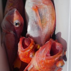 遊漁船 新鋭丸 釣果