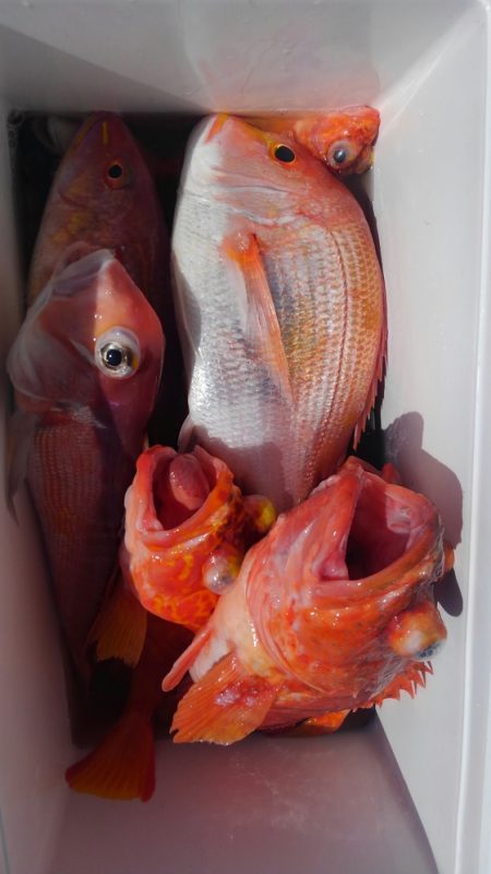 遊漁船 新鋭丸 釣果