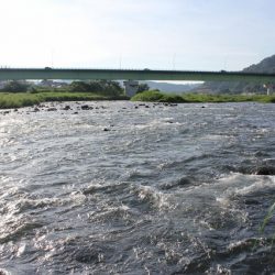 狩野川(狩野川漁業協同組合) 釣果