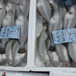 大進丸(新潟) 釣果