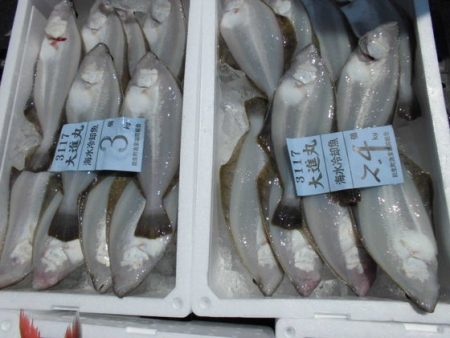 大進丸(新潟) 釣果