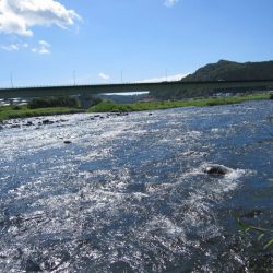 狩野川(狩野川漁業協同組合) 釣果