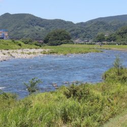 狩野川(狩野川漁業協同組合) 釣果