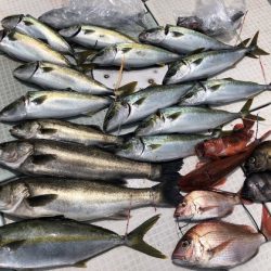 ふじしめ丸 釣果