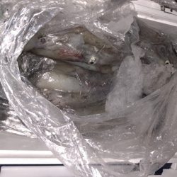 幸風（さちかぜ） 釣果