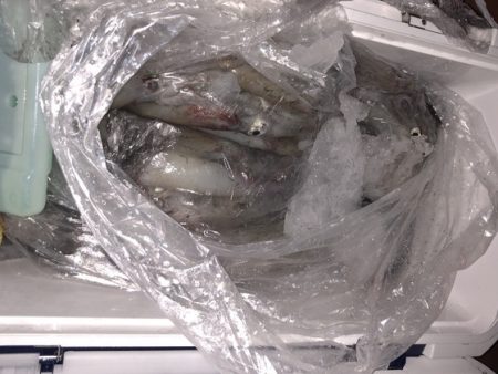 幸風（さちかぜ） 釣果