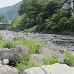 狩野川(狩野川漁業協同組合) 釣果