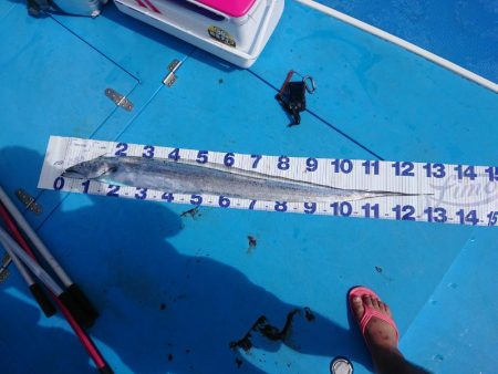 深川 吉野屋 釣果