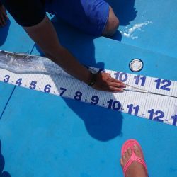 深川 吉野屋 釣果