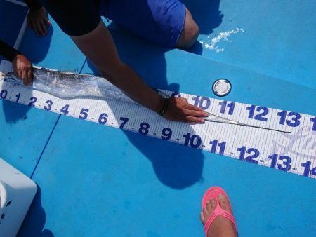 深川 吉野屋 釣果