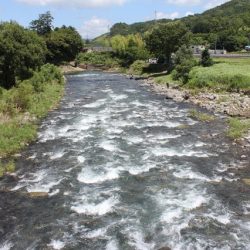 狩野川(狩野川漁業協同組合) 釣果