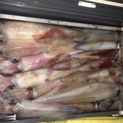 幸風（さちかぜ） 釣果