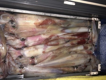 幸風（さちかぜ） 釣果