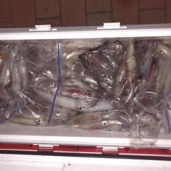 幸風（さちかぜ） 釣果