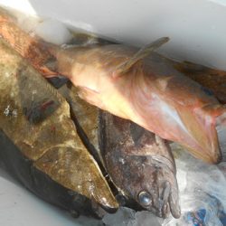 こうゆう丸 釣果