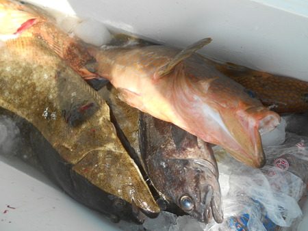 こうゆう丸 釣果