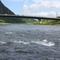 狩野川(狩野川漁業協同組合) 釣果