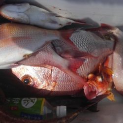 遊漁船 新鋭丸 釣果