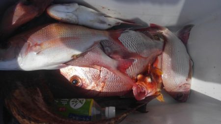 遊漁船 新鋭丸 釣果