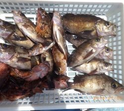 石川丸 釣果