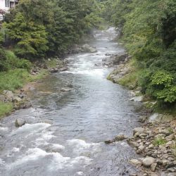 狩野川(狩野川漁業協同組合) 釣果