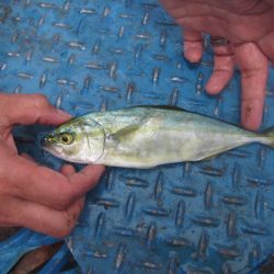 オリジナルメーカー海づり公園(市原市海づり施設) 釣果
